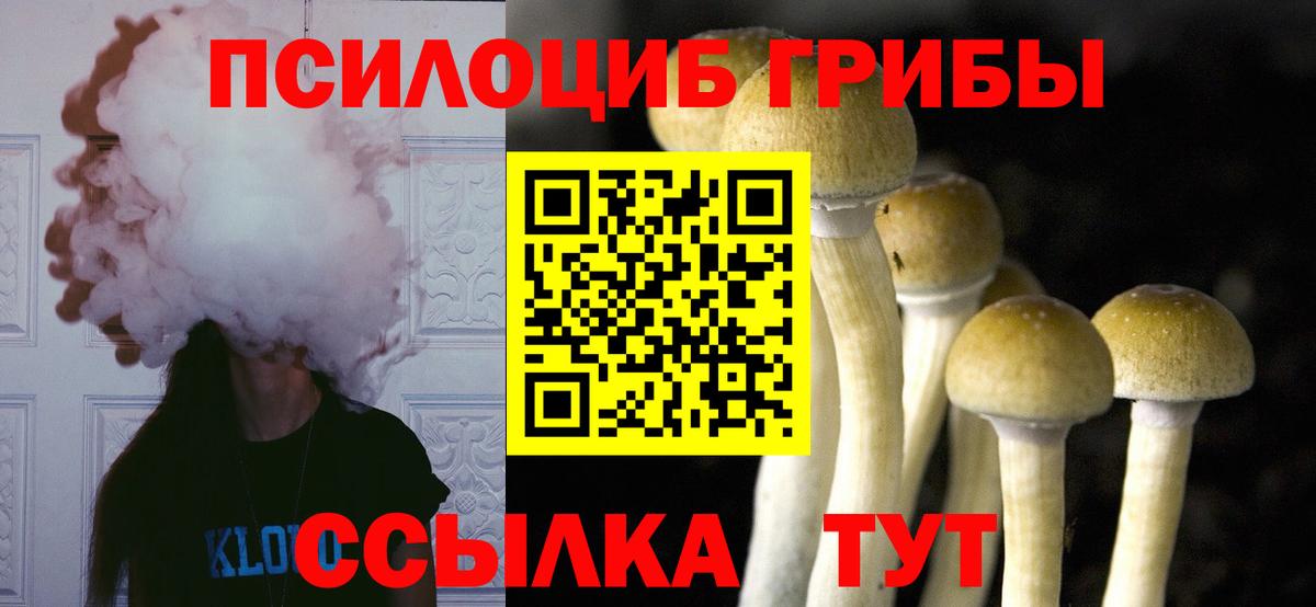 Псилоцибиновые грибы Psilocybe  закладка  Кольчугино 